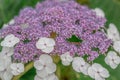 Bigleaf Hydrangea aspera ssp. sargentiana purple-blue flowers in close-up Royalty Free Stock Photo